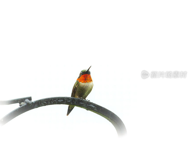 红宝石喉蜂鸟(Archilochus colubris)显示颜色